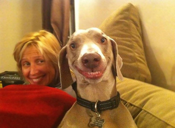 Post The Happiest Dogs Who Show The Best Smiles (346 Pics)