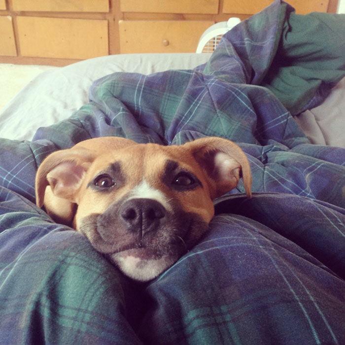 Post The Happiest Dogs Who Show The Best Smiles (346 Pics)