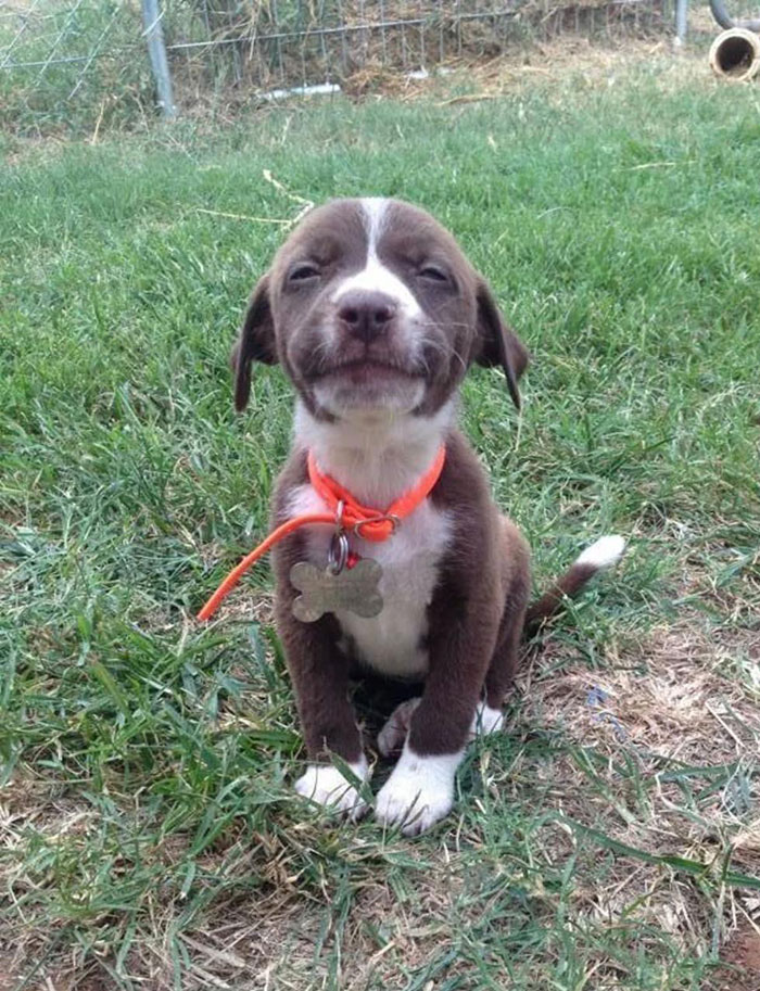 Post The Happiest Dogs Who Show The Best Smiles (346 Pics)