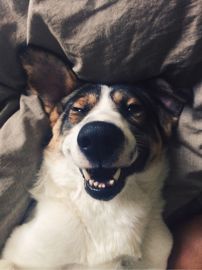 Post The Happiest Dogs Who Show The Best Smiles (346 Pics)