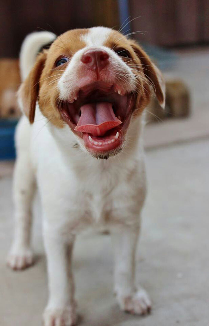 Post The Happiest Dogs Who Show The Best Smiles (346 Pics)