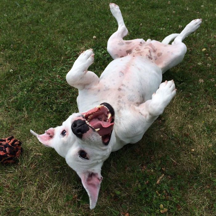Post The Happiest Dogs Who Show The Best Smiles (346 Pics)