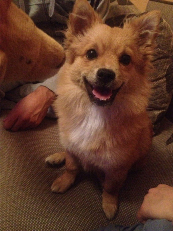 Post The Happiest Dogs Who Show The Best Smiles (346 Pics)