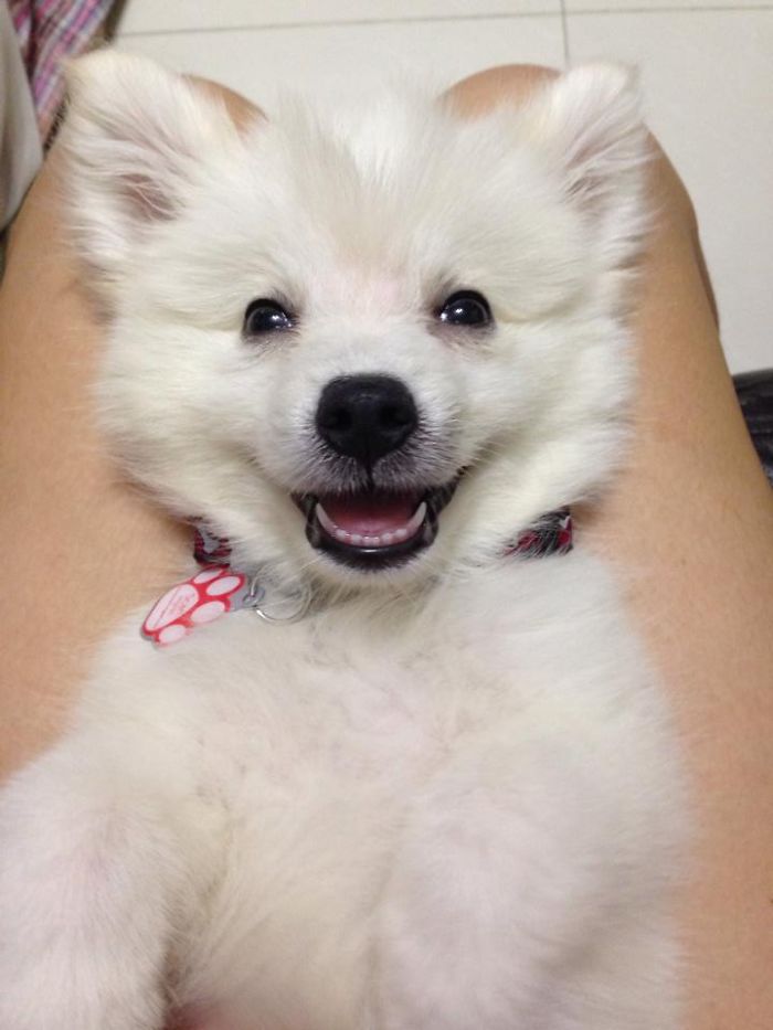 Post The Happiest Dogs Who Show The Best Smiles (346 Pics)