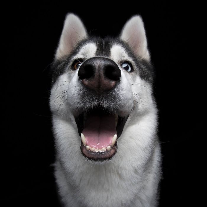 Post The Happiest Dogs Who Show The Best Smiles (346 Pics)