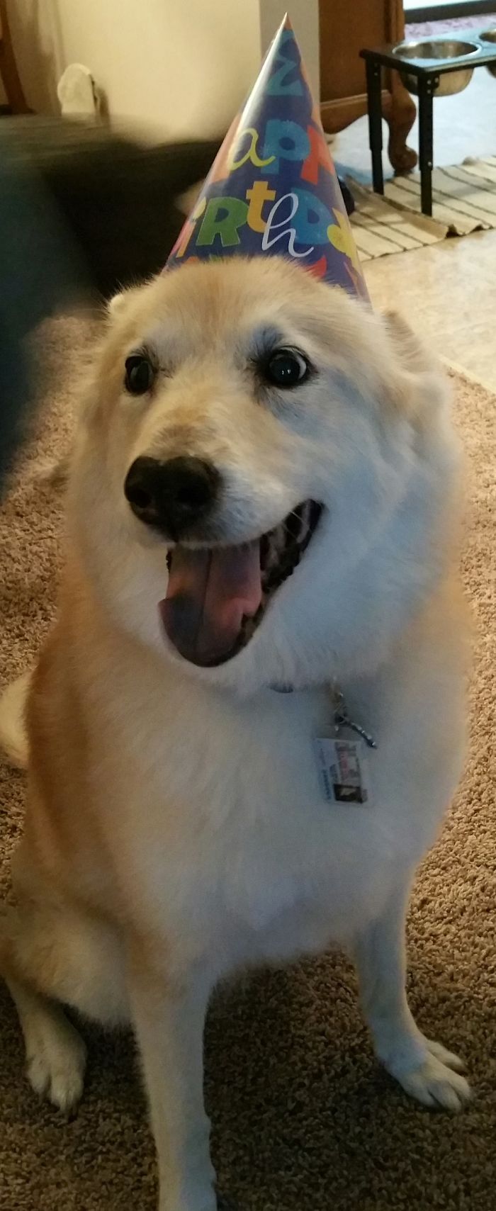 Post The Happiest Dogs Who Show The Best Smiles (346 Pics)