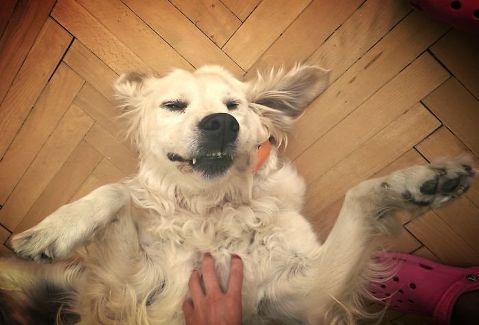 Post The Happiest Dogs Who Show The Best Smiles (346 Pics)