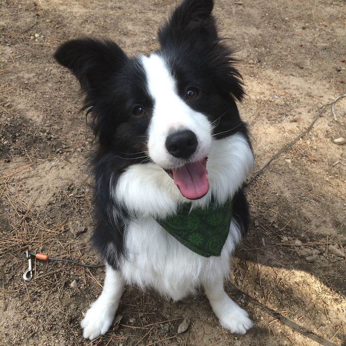 Post The Happiest Dogs Who Show The Best Smiles (346 Pics)