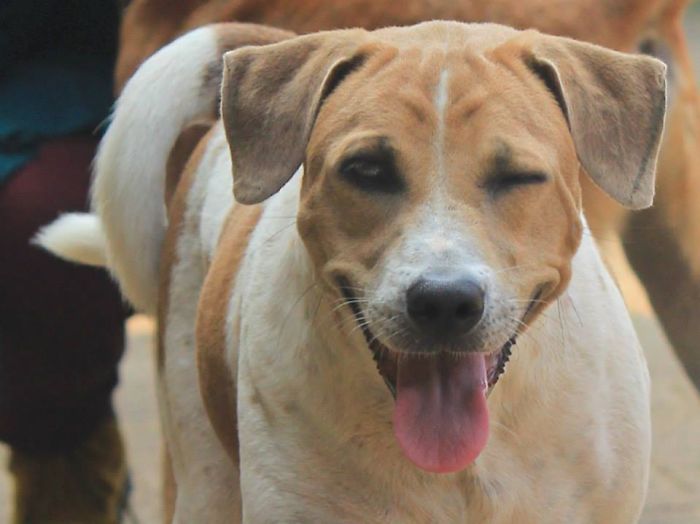 Post The Happiest Dogs Who Show The Best Smiles (346 Pics)