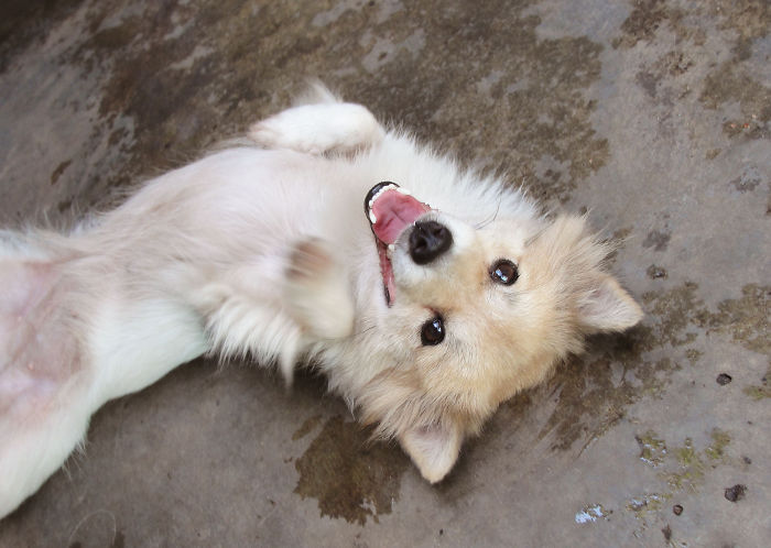 Post The Happiest Dogs Who Show The Best Smiles (346 Pics)