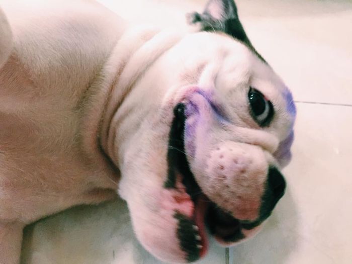 Post The Happiest Dogs Who Show The Best Smiles (346 Pics)