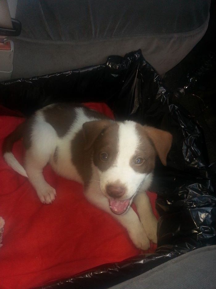 Post The Happiest Dogs Who Show The Best Smiles (346 Pics)