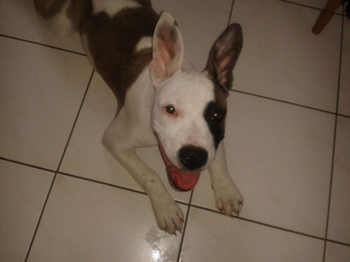 Post The Happiest Dogs Who Show The Best Smiles (346 Pics)