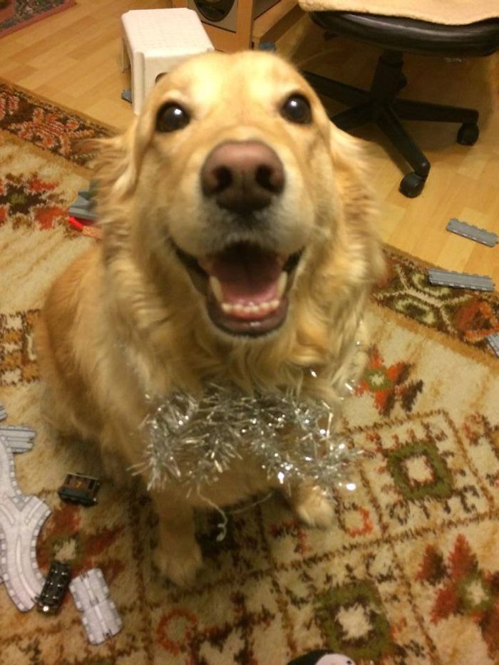 Post The Happiest Dogs Who Show The Best Smiles (346 Pics)