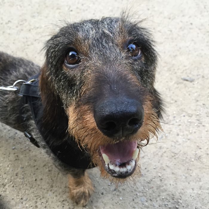 Post The Happiest Dogs Who Show The Best Smiles (346 Pics)