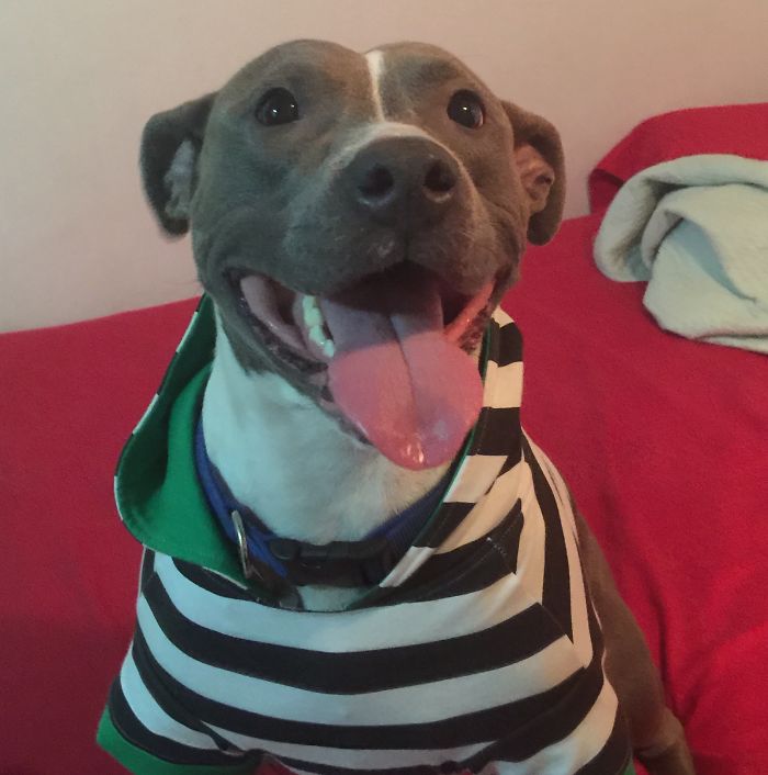 Post The Happiest Dogs Who Show The Best Smiles (346 Pics)