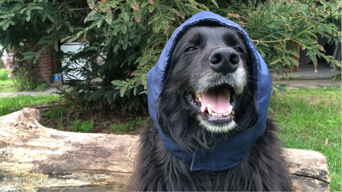 Post The Happiest Dogs Who Show The Best Smiles (346 Pics)