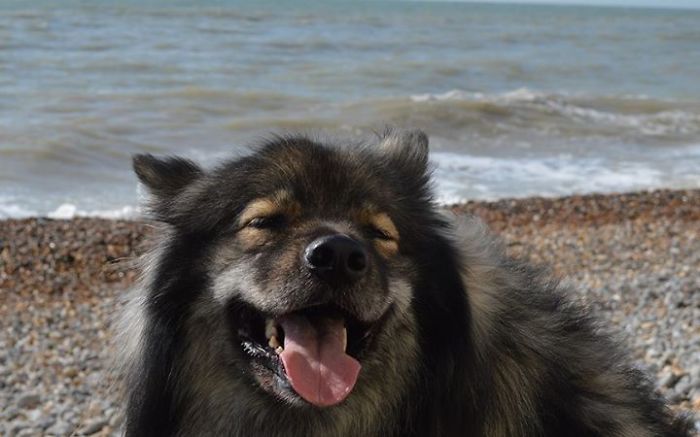 Post The Happiest Dogs Who Show The Best Smiles (346 Pics)