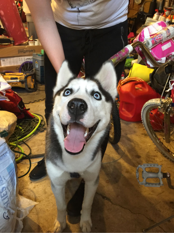 Post The Happiest Dogs Who Show The Best Smiles (346 Pics)