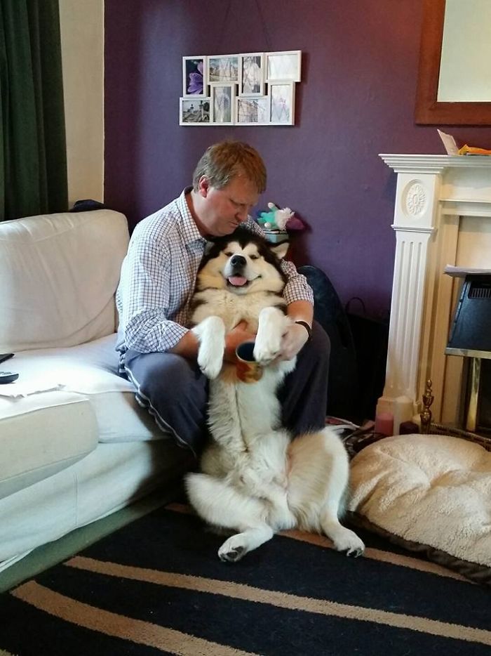 Post The Happiest Dogs Who Show The Best Smiles (346 Pics)