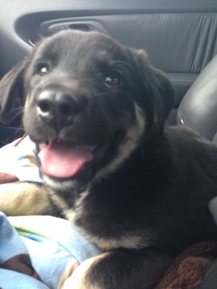 Post The Happiest Dogs Who Show The Best Smiles (346 Pics)