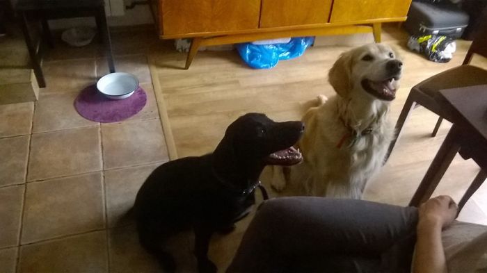 Post The Happiest Dogs Who Show The Best Smiles (346 Pics)