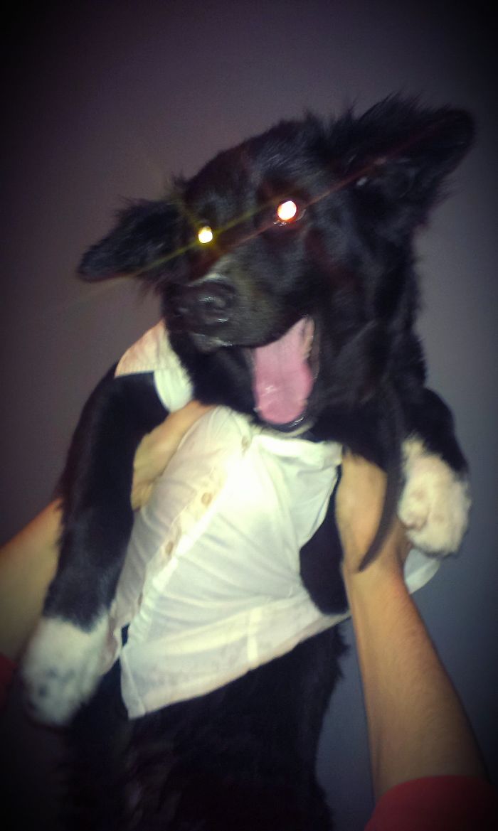 Post The Happiest Dogs Who Show The Best Smiles (346 Pics)