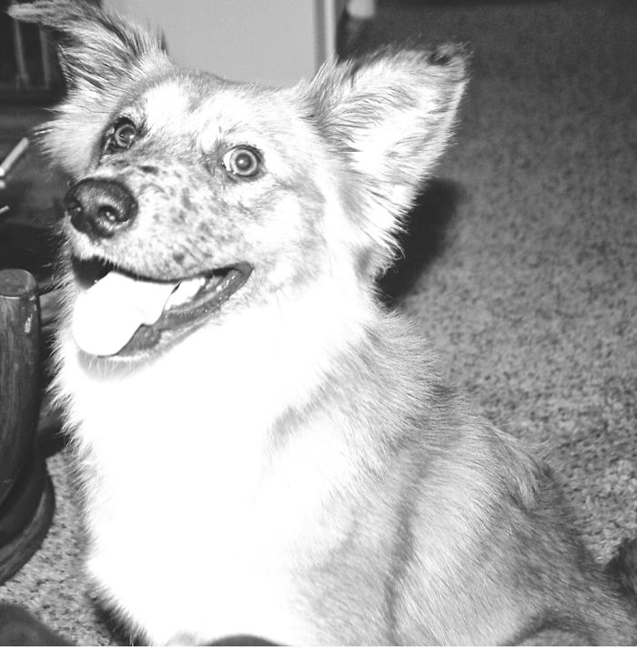 Post The Happiest Dogs Who Show The Best Smiles (346 Pics)