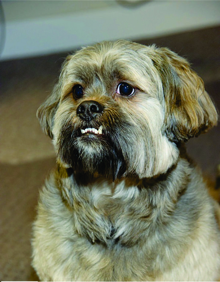 Post The Happiest Dogs Who Show The Best Smiles (346 Pics)