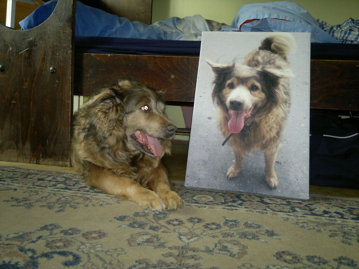 Post The Happiest Dogs Who Show The Best Smiles (346 Pics)