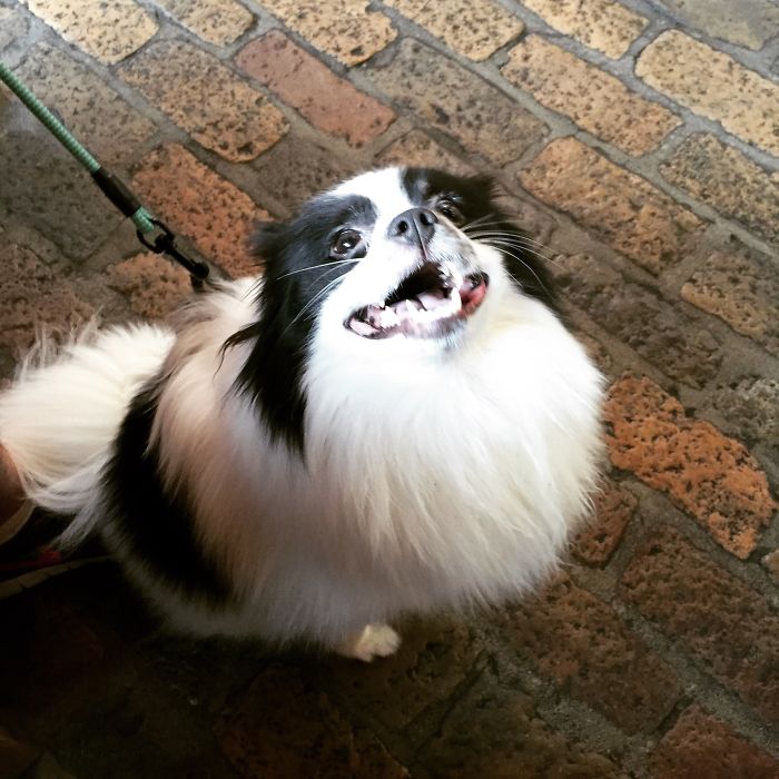 Post The Happiest Dogs Who Show The Best Smiles (346 Pics)