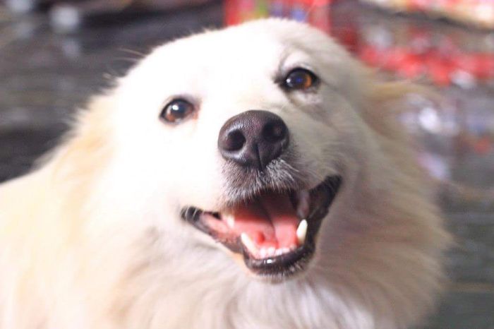 Post The Happiest Dogs Who Show The Best Smiles (346 Pics)