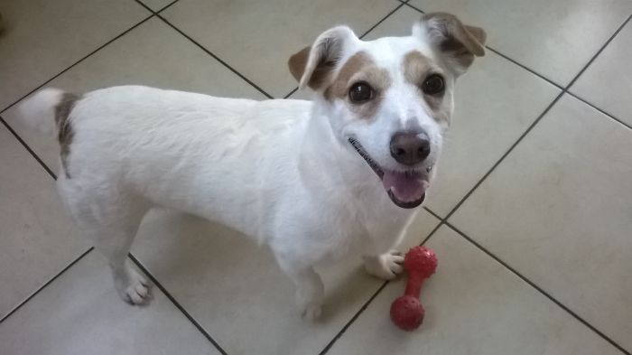 Post The Happiest Dogs Who Show The Best Smiles (346 Pics)