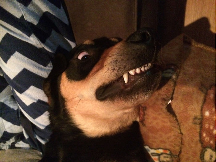 Post The Happiest Dogs Who Show The Best Smiles (346 Pics)
