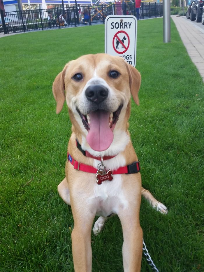 Post The Happiest Dogs Who Show The Best Smiles (346 Pics)