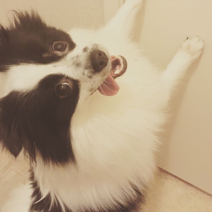 Post The Happiest Dogs Who Show The Best Smiles (346 Pics)