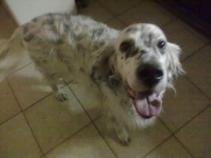 Post The Happiest Dogs Who Show The Best Smiles (346 Pics)