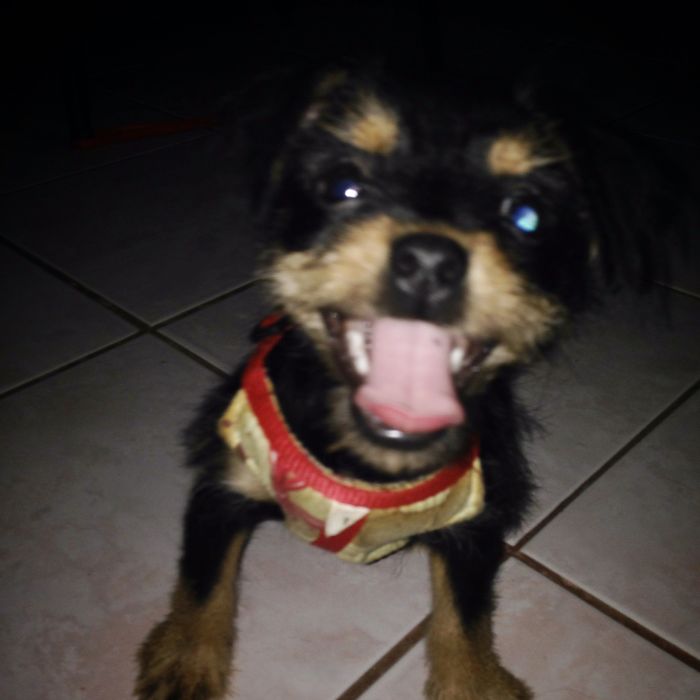 Post The Happiest Dogs Who Show The Best Smiles (346 Pics)