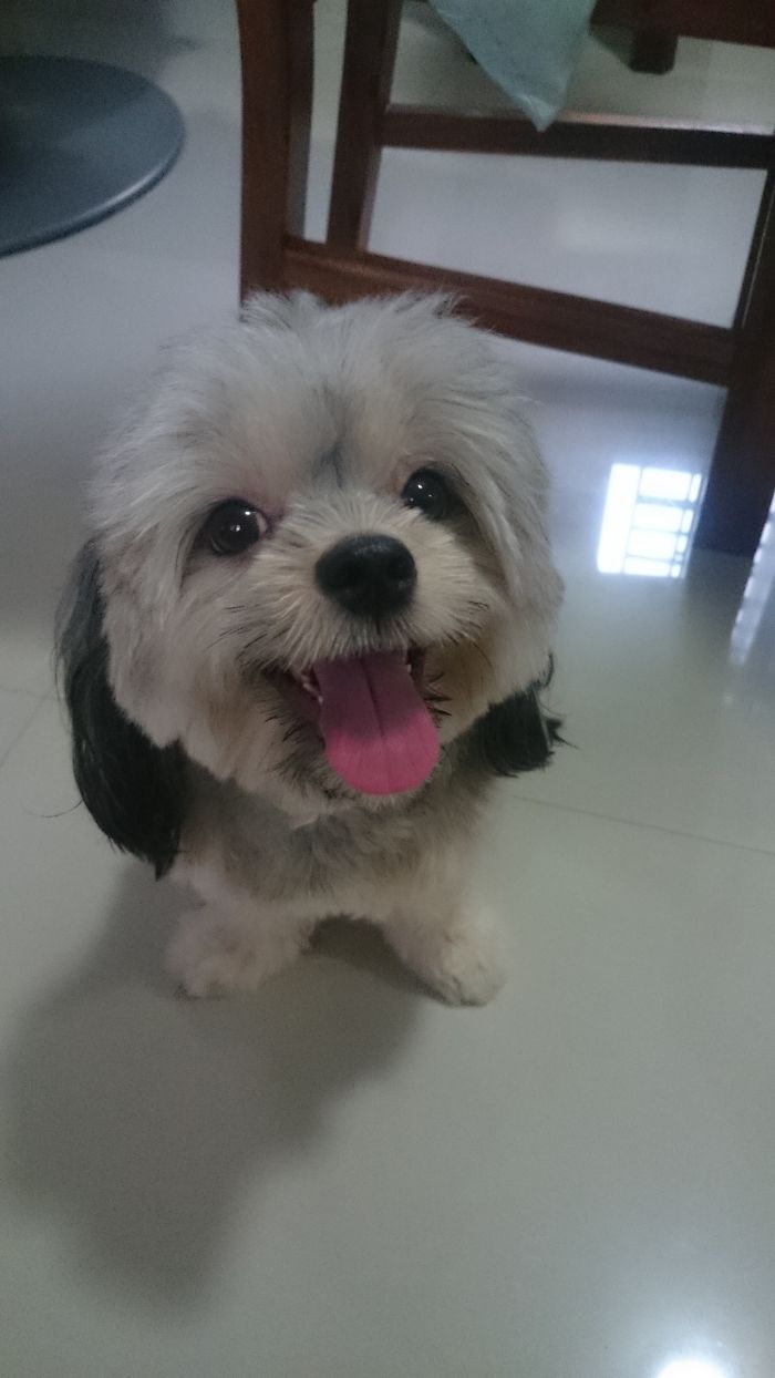 Post The Happiest Dogs Who Show The Best Smiles (346 Pics)