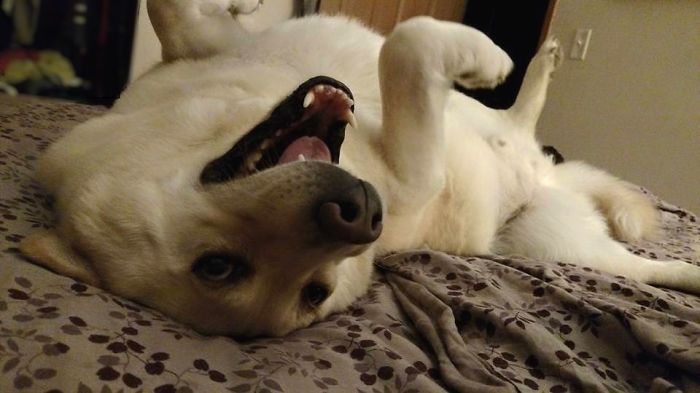 Post The Happiest Dogs Who Show The Best Smiles (346 Pics)