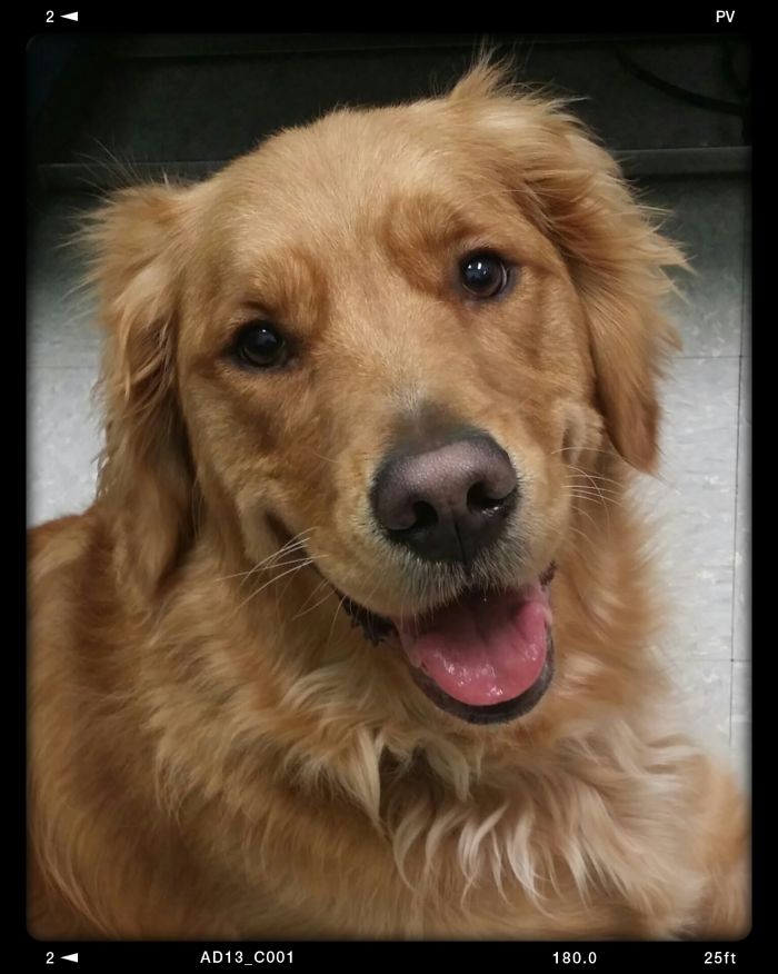 Post The Happiest Dogs Who Show The Best Smiles (346 Pics)