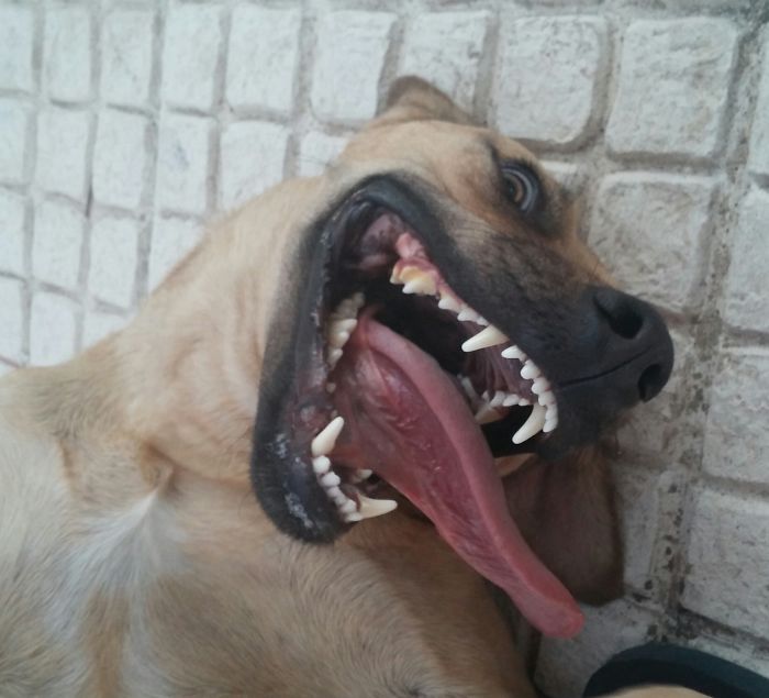 Post The Happiest Dogs Who Show The Best Smiles (346 Pics)