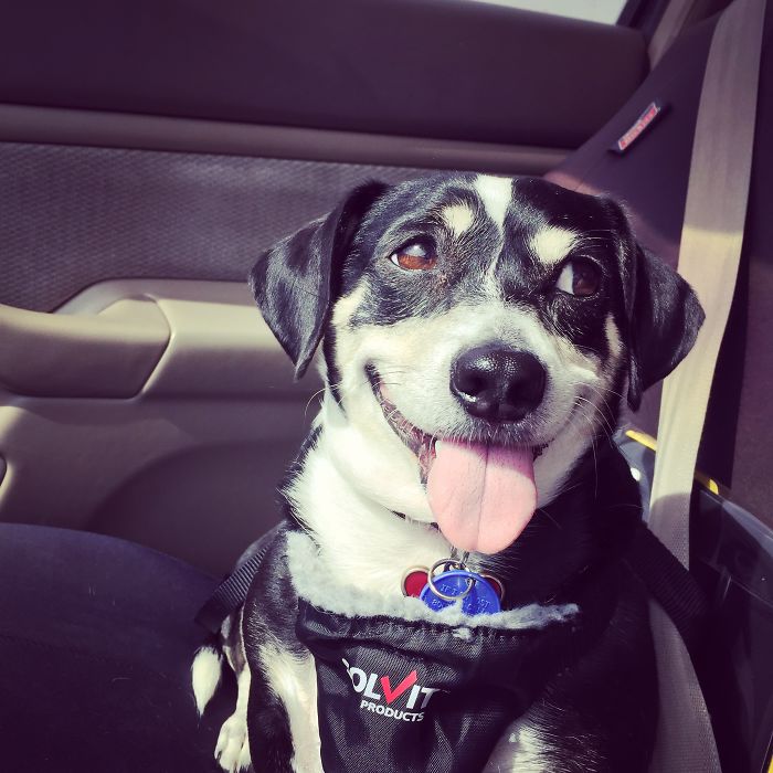 Post The Happiest Dogs Who Show The Best Smiles (346 Pics)