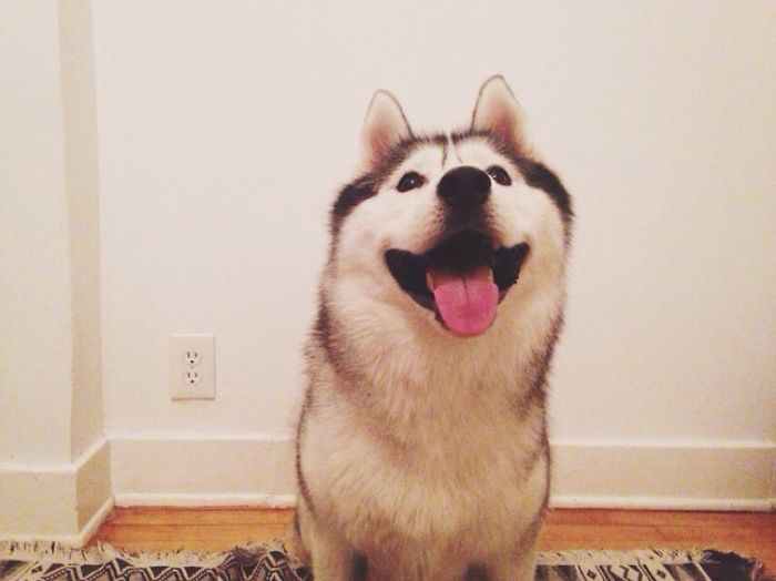 Post The Happiest Dogs Who Show The Best Smiles (346 Pics)