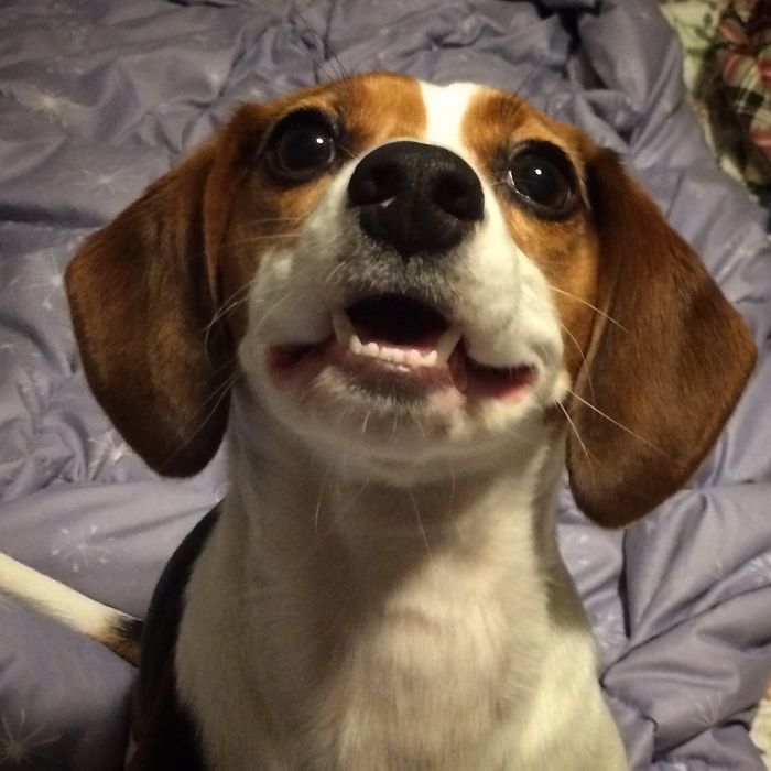 Post The Happiest Dogs Who Show The Best Smiles (346 Pics)