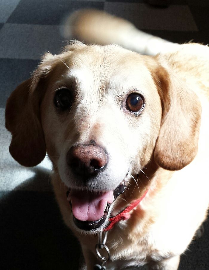 Post The Happiest Dogs Who Show The Best Smiles (346 Pics)