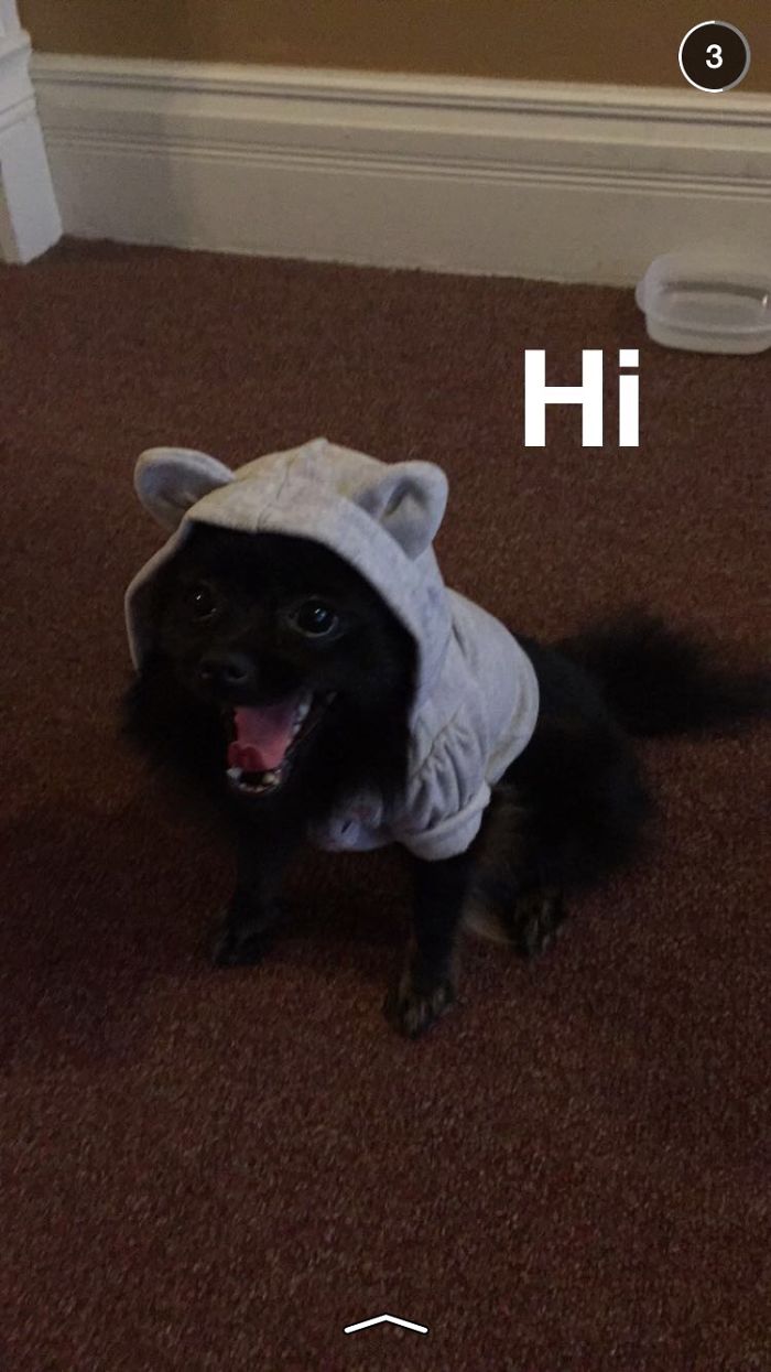 Post The Happiest Dogs Who Show The Best Smiles (346 Pics)