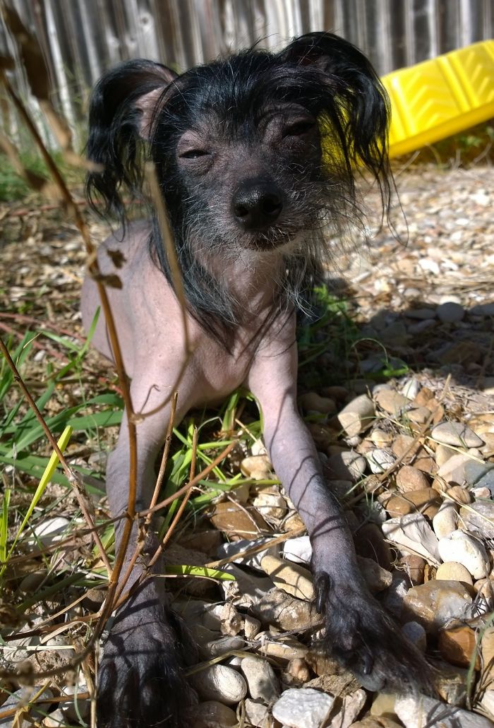 Post The Happiest Dogs Who Show The Best Smiles (346 Pics)