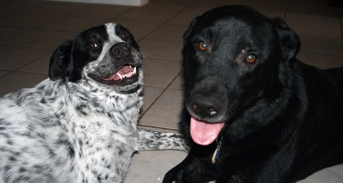 Post The Happiest Dogs Who Show The Best Smiles (346 Pics)