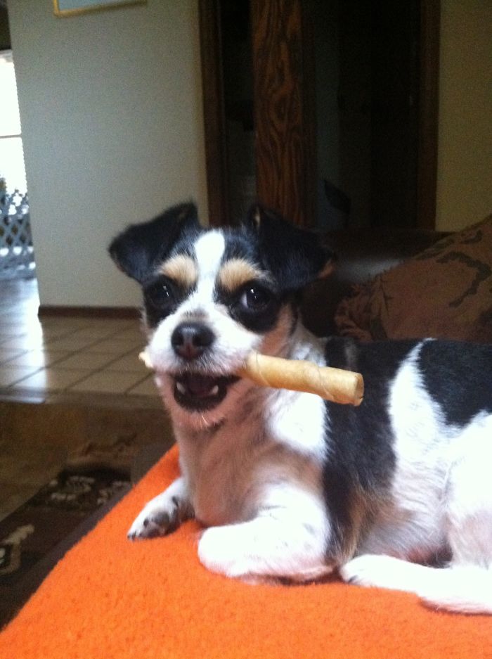 Post The Happiest Dogs Who Show The Best Smiles (346 Pics)